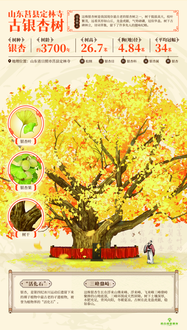 专业股票配资知识论坛 日照莒县这棵古银杏树登上邮票，它究竟有着怎样的魅力？